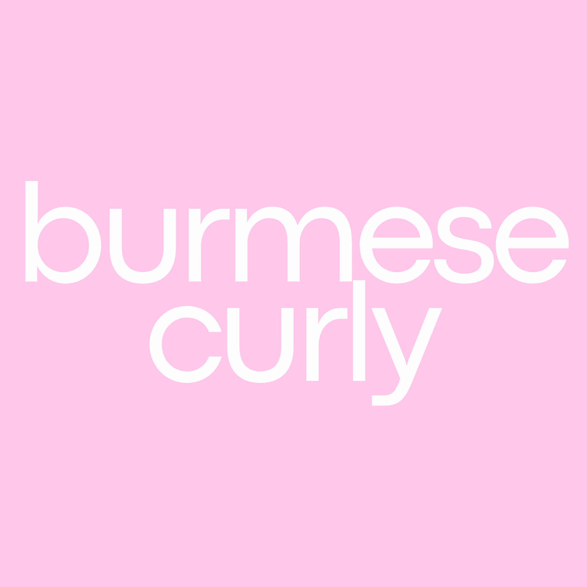 Burmese Curly